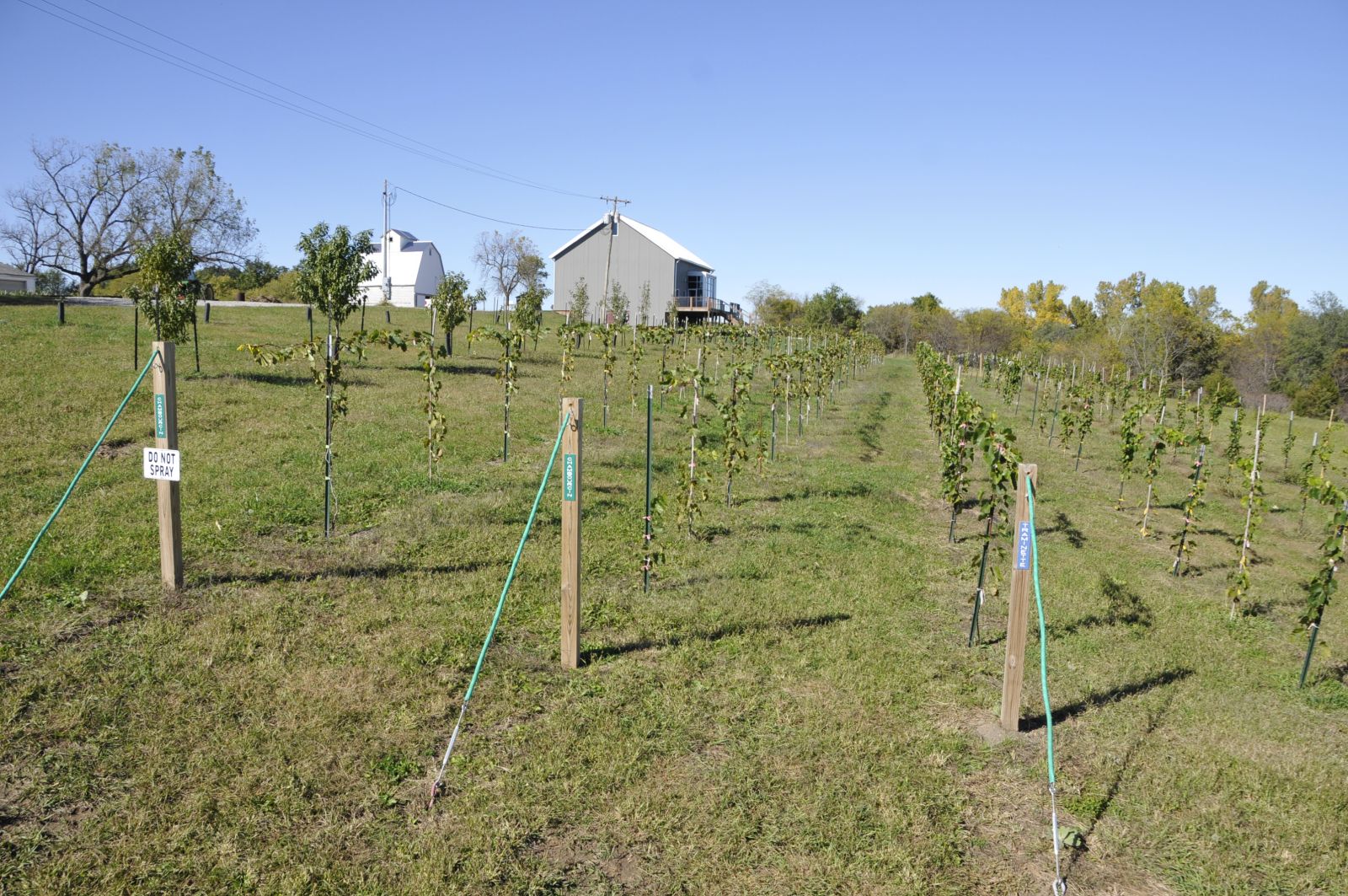 Vineyard, orchard, vegetable gardens