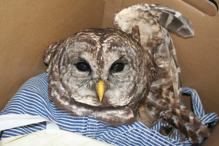 Orville the Owl to Get Care from HCC